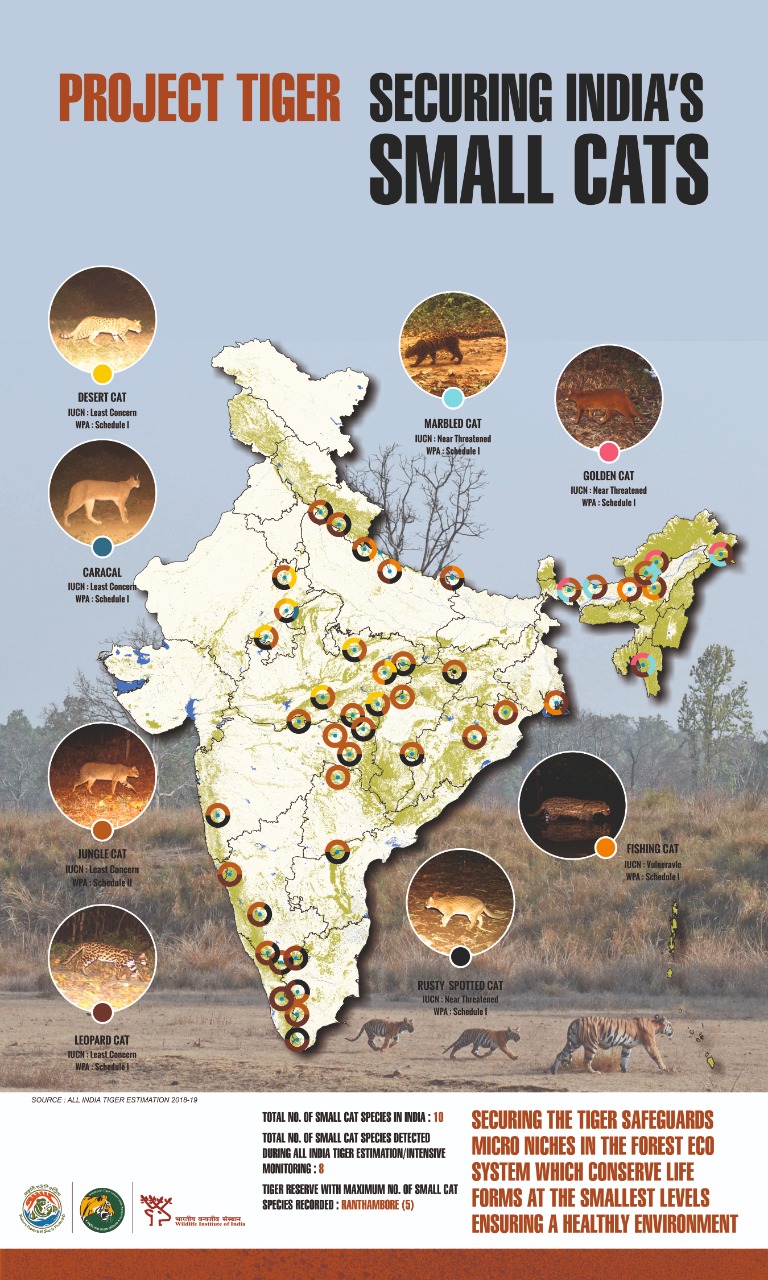 Poster on securing India&rsquo;s small cats